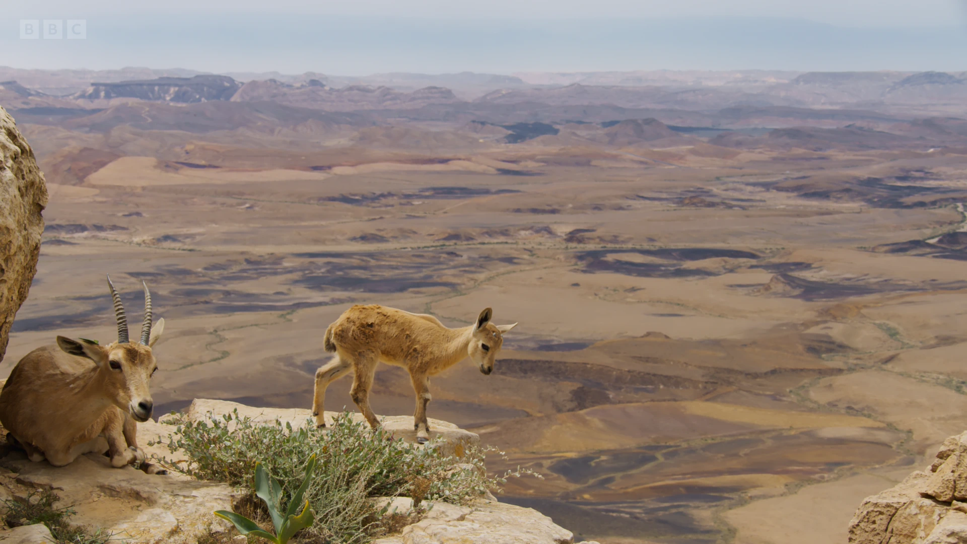 Nubian ibex (Capra nubiana) as shown in Planet Earth II - Mountains